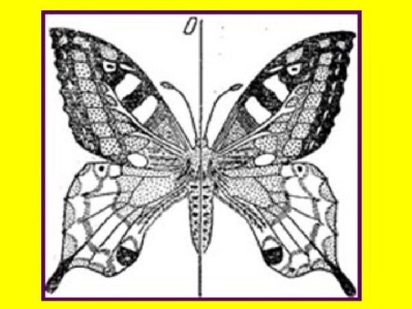 Ось симметрии рисунок