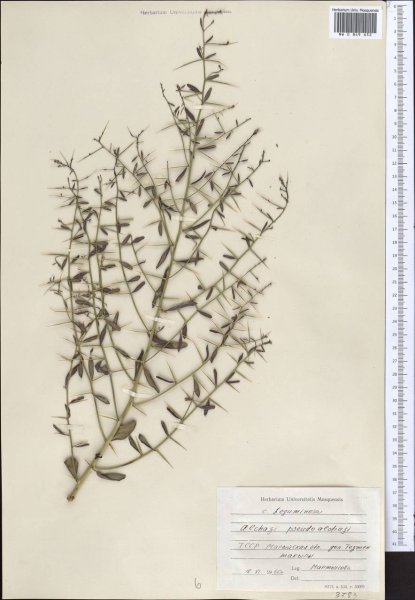 Верблюжья колючка обыкновенная корень