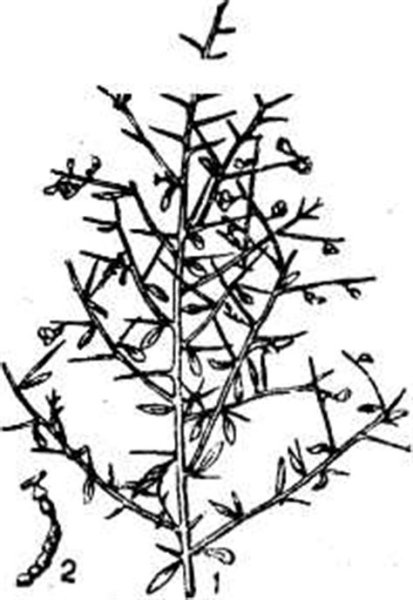 Джантак верблюжья колючка