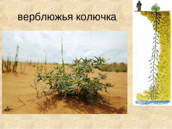 Изображение верблюжьей колючки