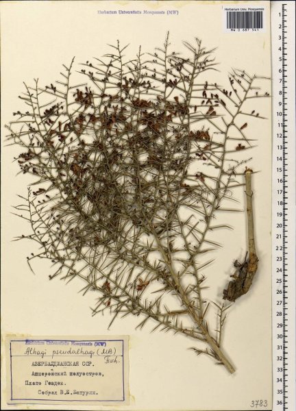 Верблюжья колючка. Чертополох