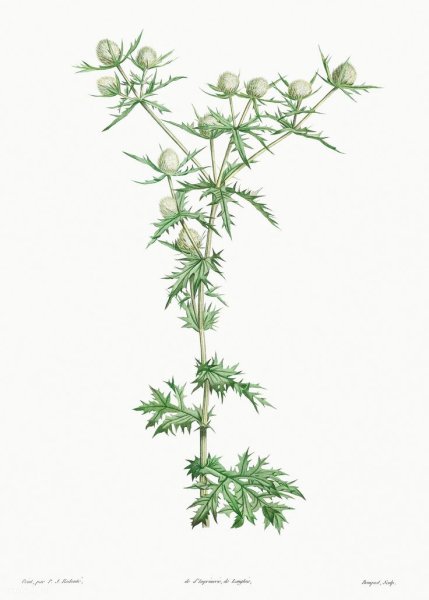 Верблюжья колючка шипы