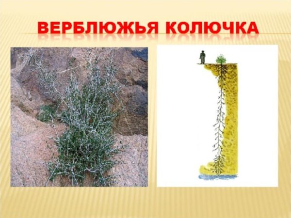 Растения пустыни верблюжья колючка
