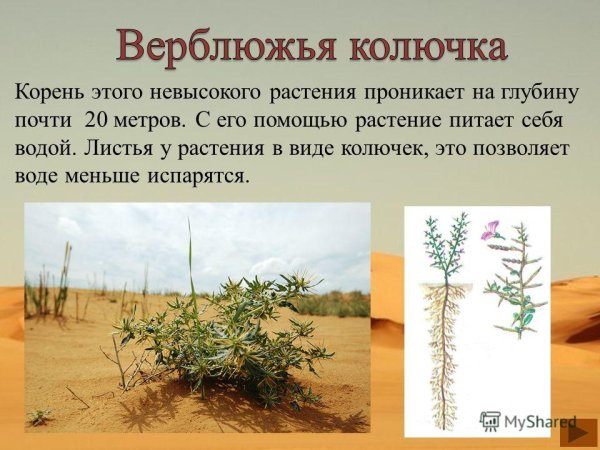 Корни растения Верблюжая колючка