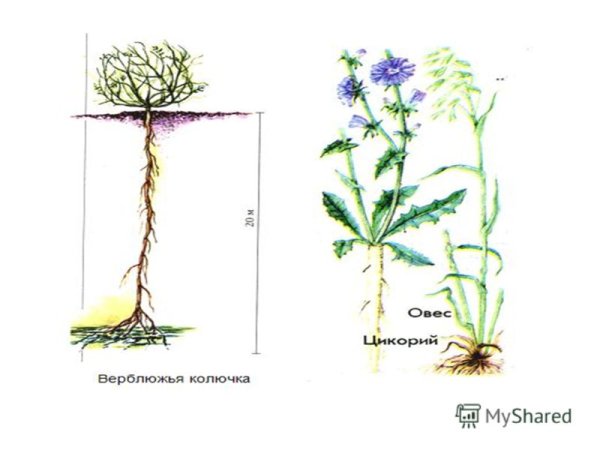Корни верблюжьей колючки проникают на глубину
