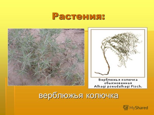 Верблюжья колючка рисунок