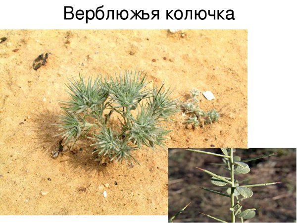 Растения Евразии верблюжья колючка