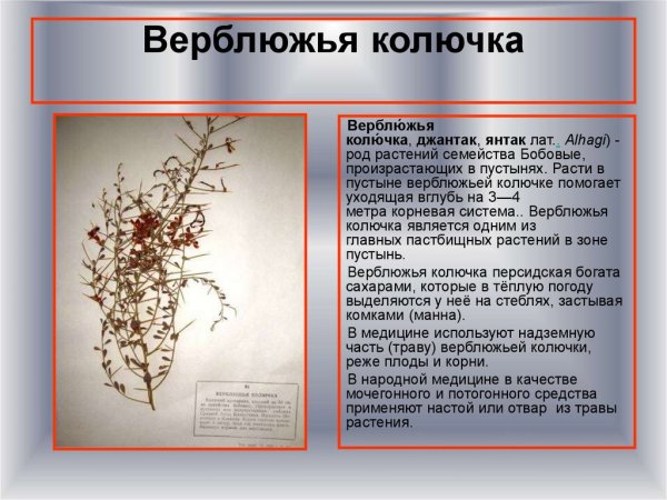 Верблюжья колючка. Чертополох