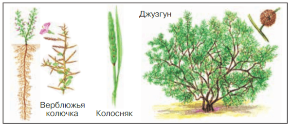 Верблюжья колючка колосняк джузгун