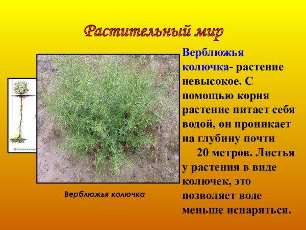 Верблюжья колючка для детей