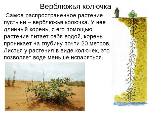 Верблюжья колючка листья