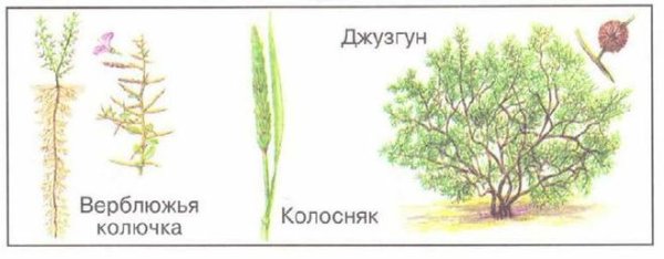 Верблюжья колючка раскраска для детей
