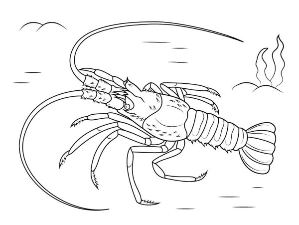 Краб раскраска