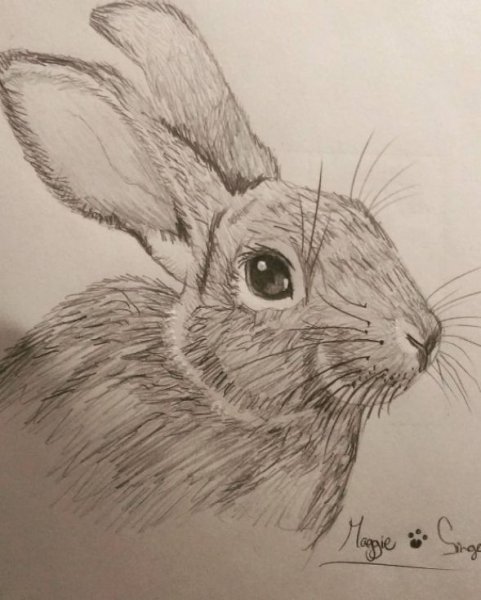 Набросок кролика карандашом