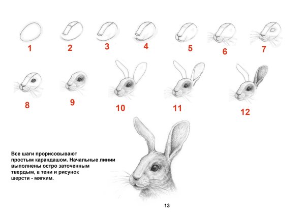 Заяц рисунок карандашом поэтапно