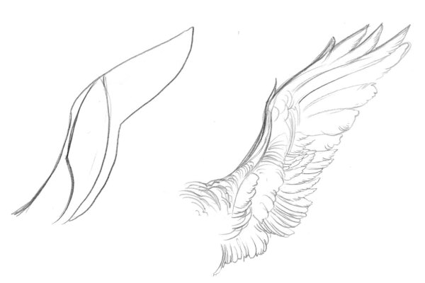 Крылья птицы для рисования