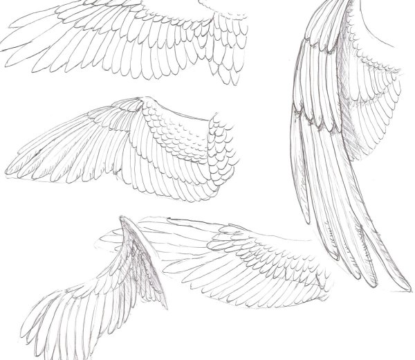 Референс крыльев спереди