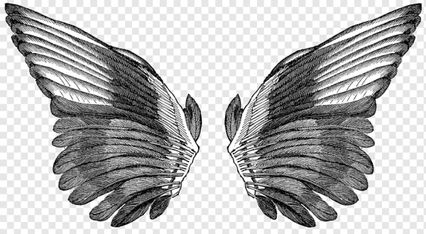 Крыло птицы рисунок