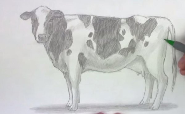 Корова рисунок