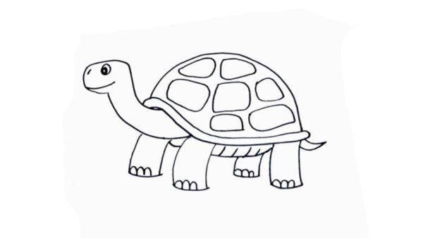 Черепаха рисунок карандашом
