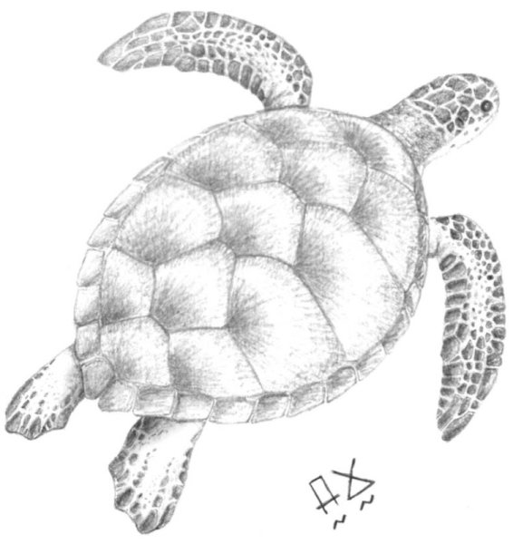 Рисование черепаха