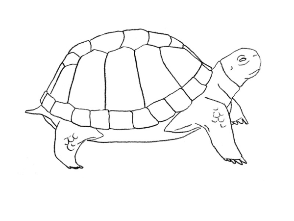 Черепаха рисунок