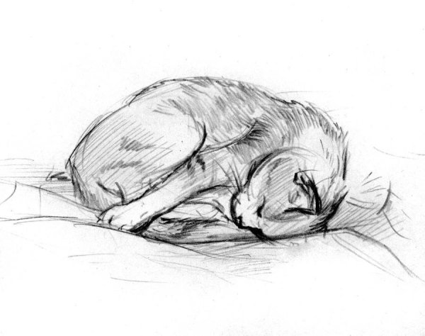 Спящий кот карандашом