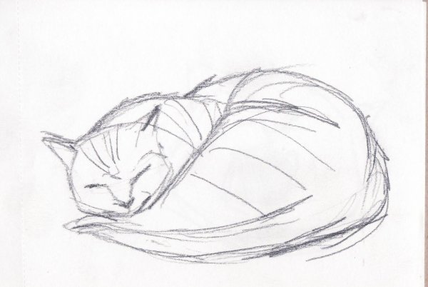 Набросок спящего кота