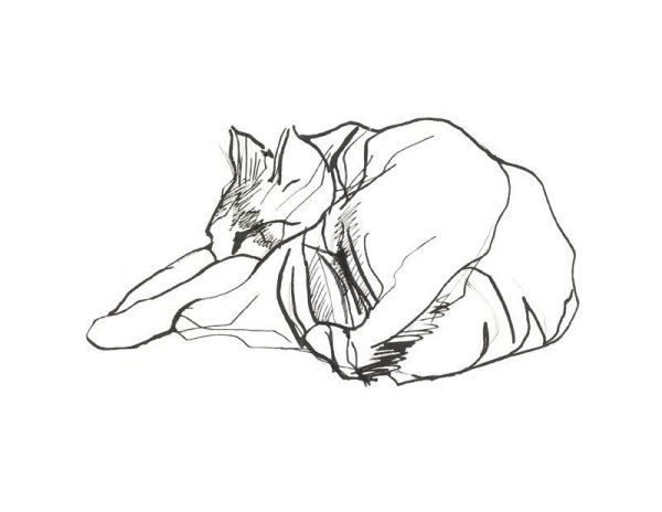 Набросок спящего кота