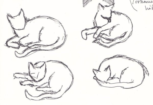 Кот спит референс