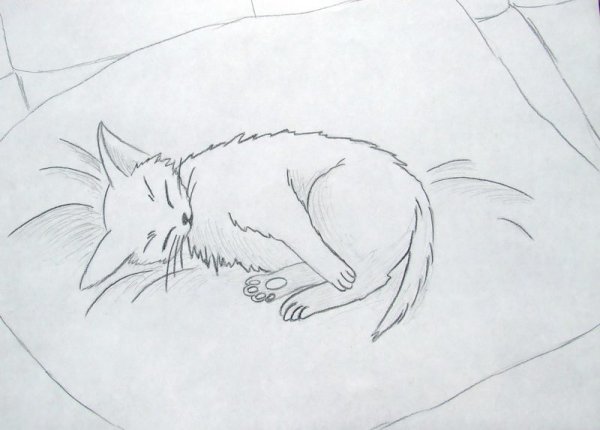 Спящий кот рисунок карандашом