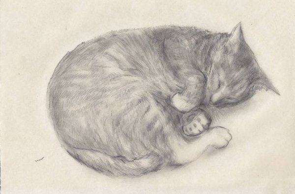 Спящий кот рисунок
