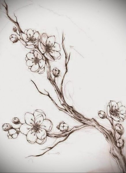 Сакура рисунок