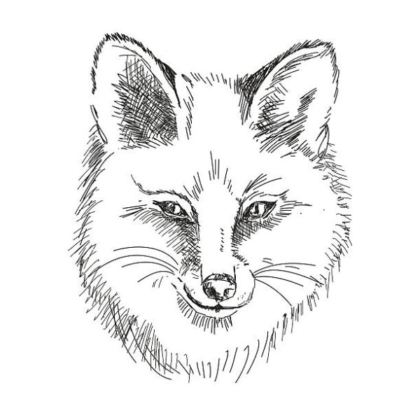 Морда лисы раскраска