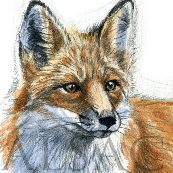 Хитрый Лис карандашом