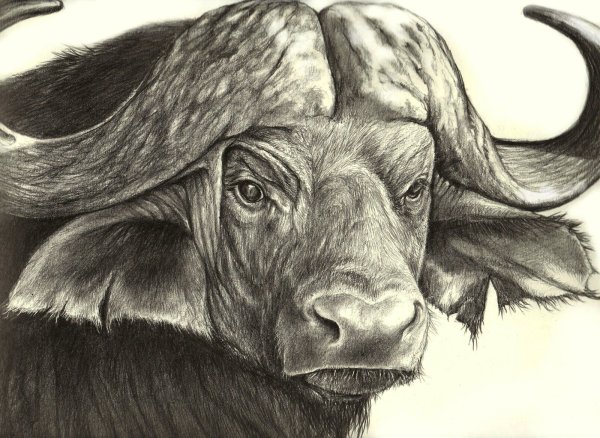 Буйвол Графика