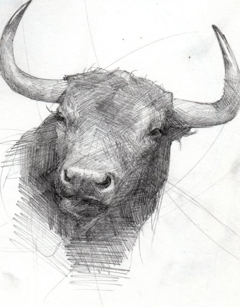 Голова быка арт