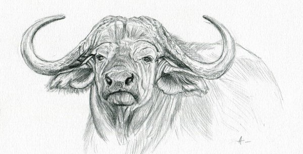 Буйвол рисунок карандашом
