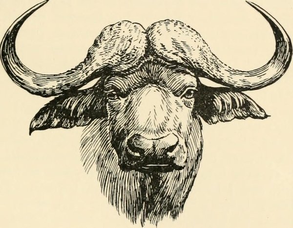 Буйвол Графика