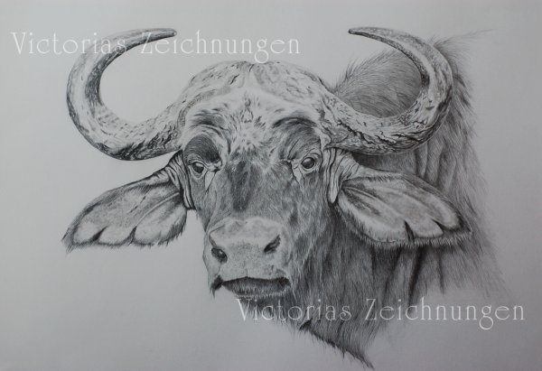 Буйвол скетч