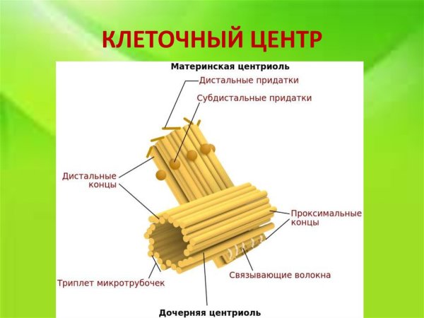 Центриоли клеточного центра