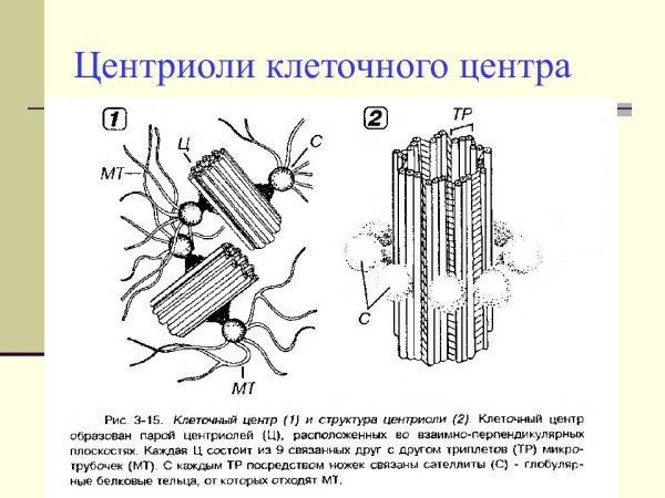 Строение клетки клеточный центр