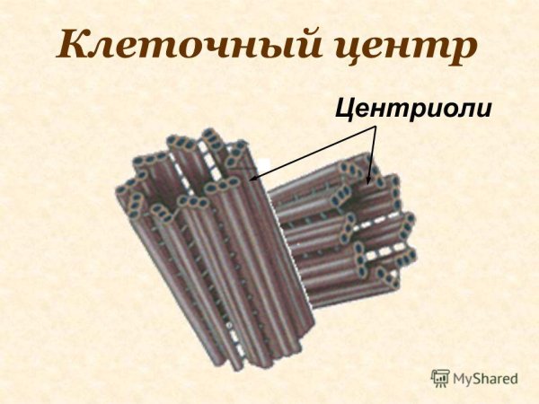Эукариотическая клетка клеточный центр строение и функции
