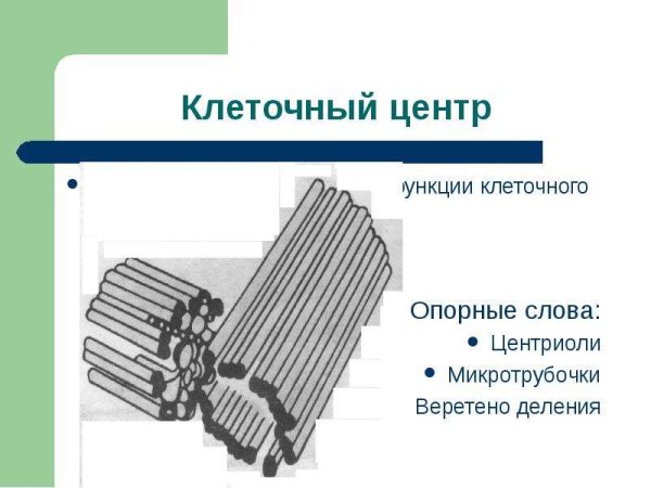 Клеточный центр схематический рисунок