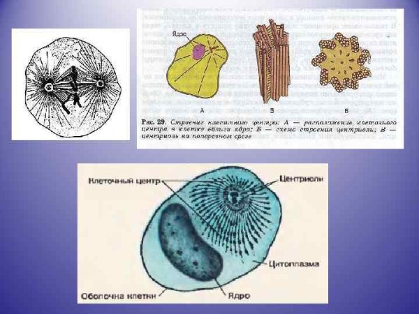 Схема строения клеточного центра