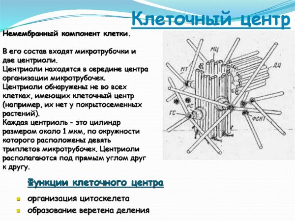 Центриоль и микротрубочки клеточного центра функции