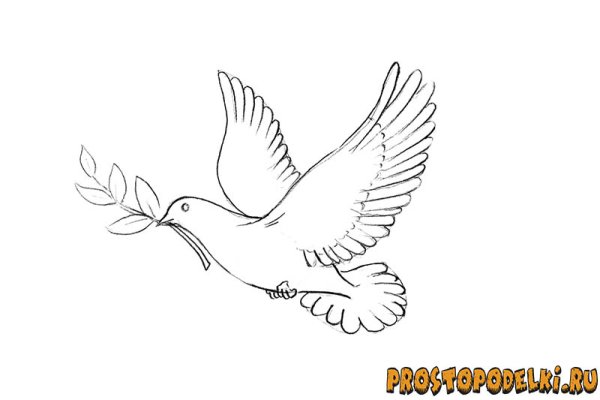 Голубь мира рисунок карандашом