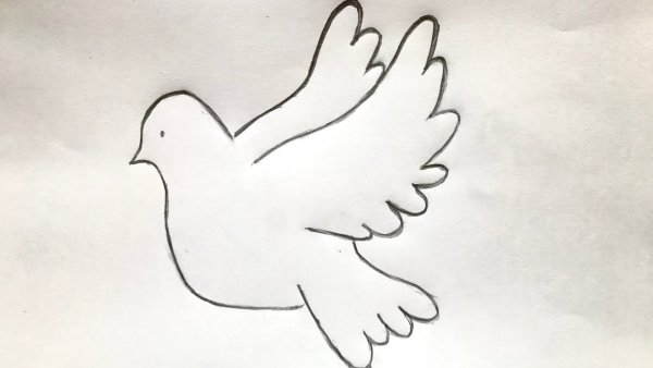 Белый голубь рисунок