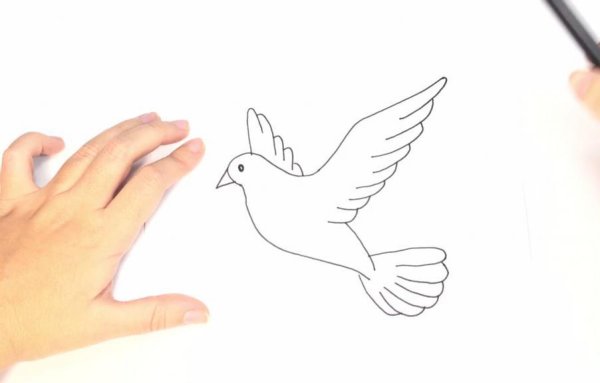 Нарисовать голубя карандашом