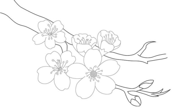 Сакура рисунок